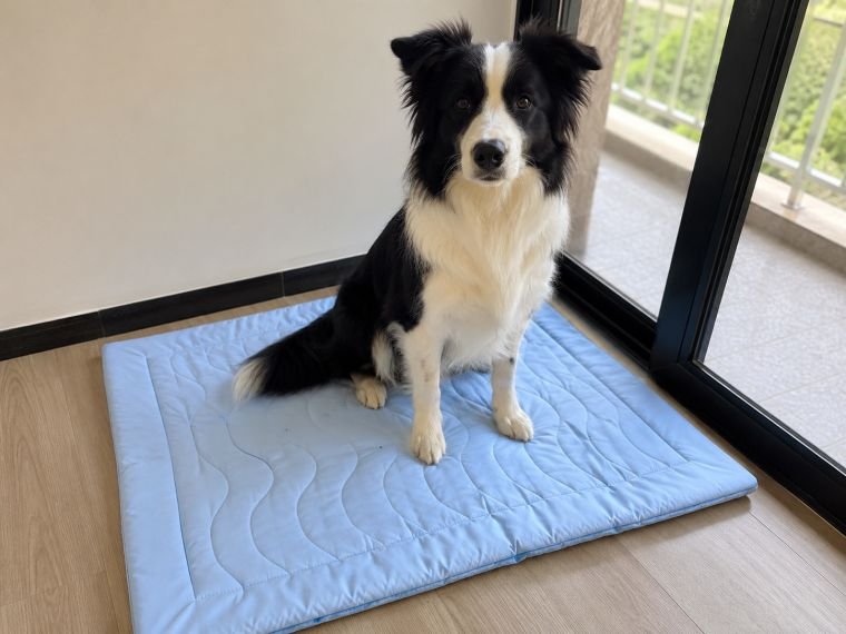 Customer photo of a pet on a Pentalor cooling mat