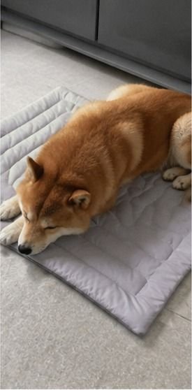Customer photo of a pet on a Pentalor cooling mat