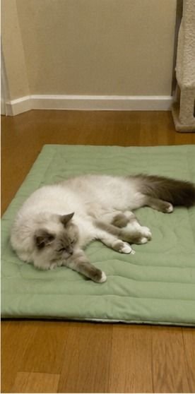 Customer photo of a pet on a Pentalor cooling mat