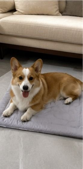Customer photo of a pet on a Pentalor cooling mat
