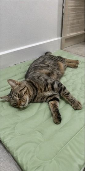 Customer photo of a pet on a Pentalor cooling mat