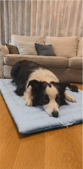Customer photo of a pet on a Pentalor cooling mat