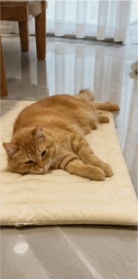 Customer photo of a pet on a Pentalor cooling mat