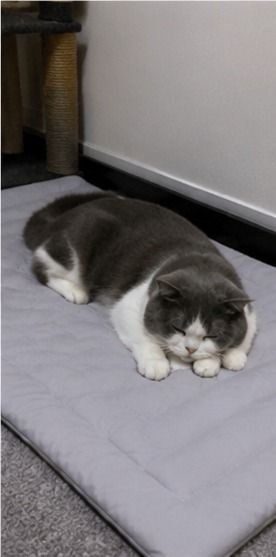 Customer photo of a pet on a Pentalor cooling mat