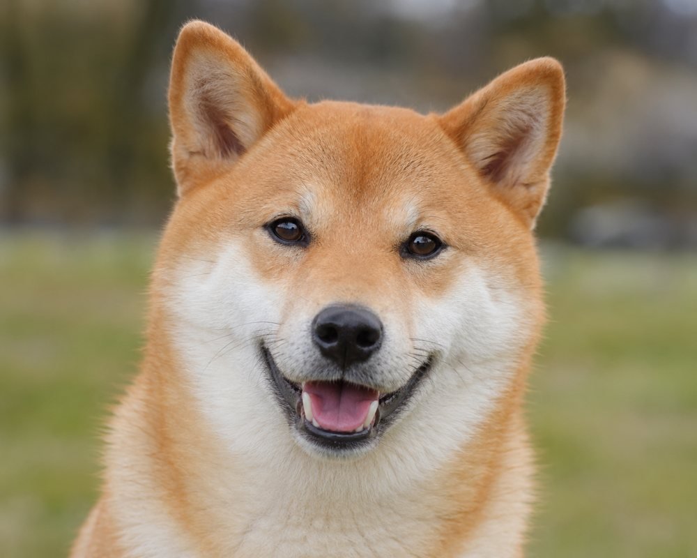 A Shiba Inu looking at the camera